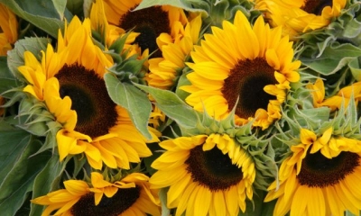 Любители чужих семечек предстанут перед судом