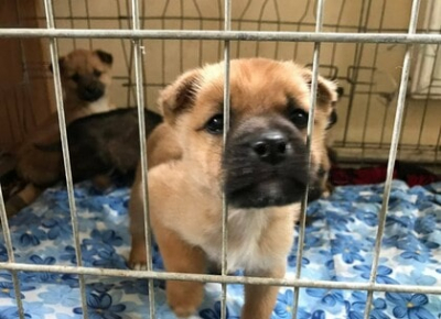 Шесть щенков, подкинутых в «Центр обращения с животными», нуждаются в хороших хозяевах