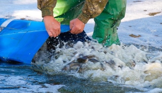 24 тыс. экземпляров молодых рыб выпустили в водохранилище на Харьковщине