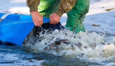 24 тыс. экземпляров молодых рыб выпустили в водохранилище на Харьковщине