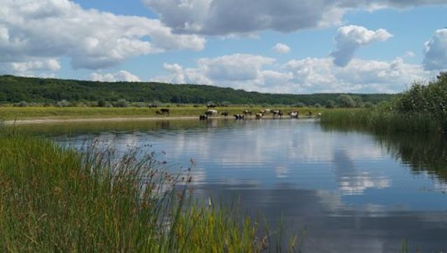 Заказник «Российский Орчик» переименуют в «Орчицкий»