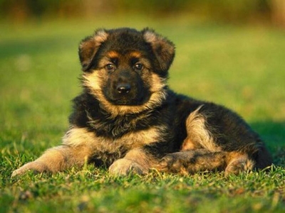 Странный инцидент в приюте для животных