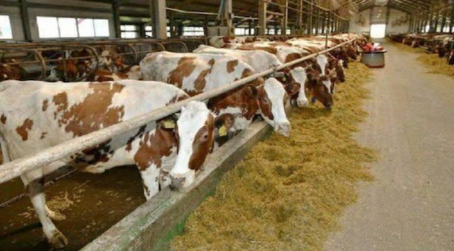 Фермерские хозяйства области получили помощь от Швейцарии