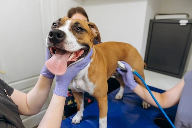 Ожиріння собаки після стерилізації: правда чи міф?