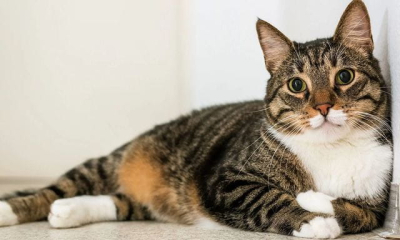 На Харьковщине снова зафиксировали случай бешенства среди домашних животных