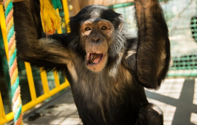 Во время очередного обстрела «Фельдман-Экопарка» погибли обезьяны