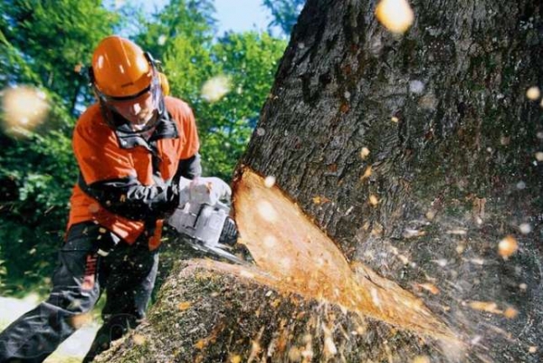 Упавшее на мать с ребенком дерево не было аварийным