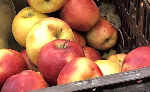 В одном из супермаркетов Харькова покупатели среди продуктов обнаружили грызунов (фотофакт)