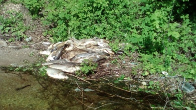 В водохранилище гибнет рыба