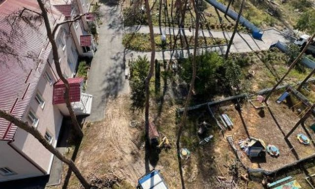 В Лозовеньковском бору возле Харькова массово гибнут сосны