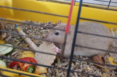 Гостиницу для животных открыли в Харькове