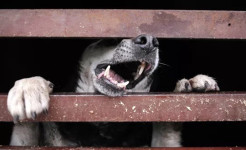 Очередной случай бешенства зарегистрирован в селе Федоровка