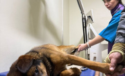 Харькове спасли собаку, которую сбил и оставил на дороге неизвестный водитель