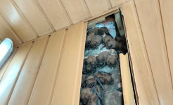 Более 900 летучих мышей, зимовавших в обшивке балкона квартиры, спасли в Харькове