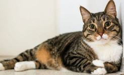 На Харьковщине снова зафиксировали случай бешенства среди домашних животных